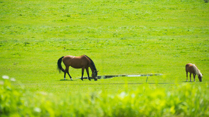 Zwei Pferde trinken und essen auf einer großen grünen Wiese