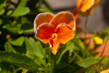 Orange Pansy in the garden on a summer day 