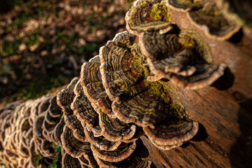 An unusual growth of wild fungi on the side of a tree stump, Taddington Wood, Walderslade, England