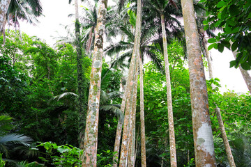 石垣島　米原のヤエヤマヤシ群落