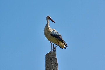 White stork (lat. Ciconia Ciconia) stands on the post and resting early in the morning at sunrise.