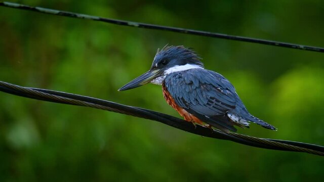 Ringed Kingfisher - Megaceryle torquata - large kingfisher bird sitting and hunting. Found along the Rio Grande valley in Texas through Central America to Tierra del Fuego in South America. 
