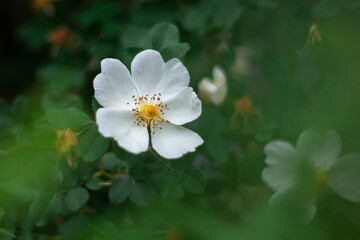 White wild rose flower in a dark green bush