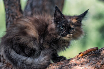 Lovely maine coon kitten sitting on a tree in a forest in summer.