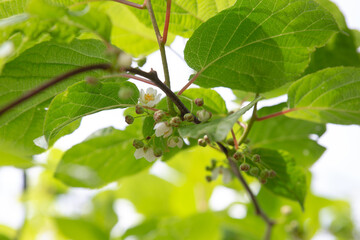 Hardy kiwi flowers growing on the vine