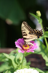 Butterfly on Zinnia