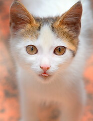 Süßes Katzenbaby mit roten Ohren