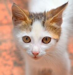 Süßes Katzenbaby mit roten Ohren