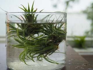 Air Plant Soaking in a Bowl of Water
