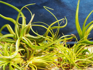 A Grouping of Assorted Airplants