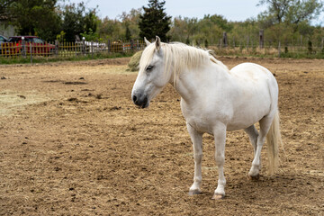 Obraz na płótnie Canvas White horse of the Camargue breed. Camargue, France.