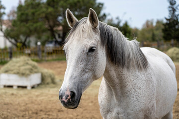Obraz premium White horse of the Camargue breed, close-up. Camargue, France.