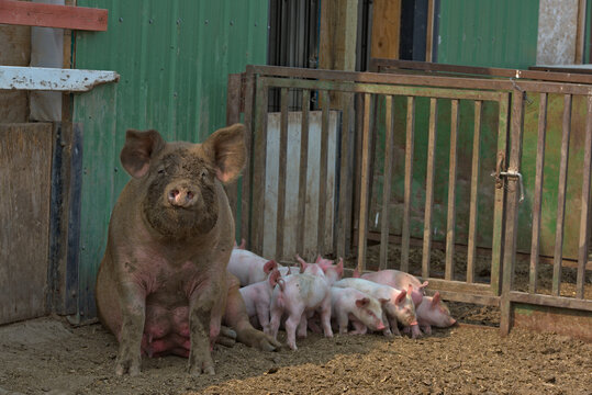 PIGS: Attentive sow and her piglets in a farm pen.