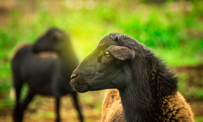 Portrait of sheep eating grass. Close up of sheep in the field, close up of a couple of sheep in the field