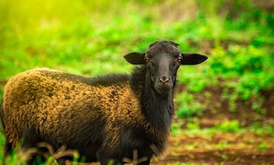 photo of a sheep eating grass, Portrait of a sheep in the field, close up of a couple of sheep in the field