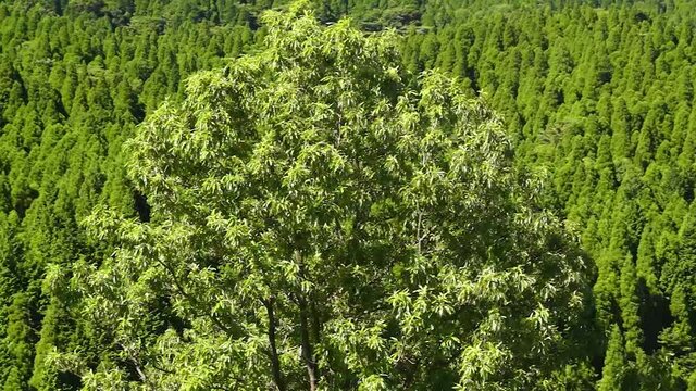 風にゆれる木の葉　阿蘇　南小国町　夏