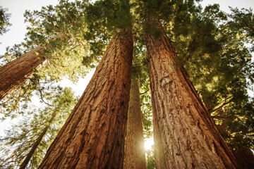 Sequoia tree forest in California