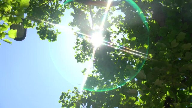 真夏の太陽光線　木漏れ日