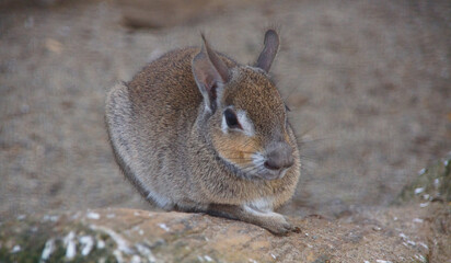 Der Große Pampashase (Dolichotis patagonum) ist ein in Argentinien (Südamerika) lebendes Nagetier, das auch großes Mara genannt wird; hier ein jugendliches Exemplar