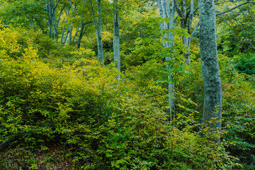 秋が深まるブナの森