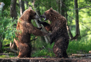 Two brown bears, standing on hind legs, fight in the summer forest. Kamchatka brown bear, Ursus Arctos Piscator. Natural habitat. Kamchatka, Russia - obrazy, fototapety, plakaty