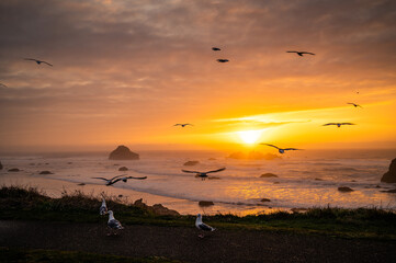 Seagulls at sunset over Face Rock Beach in Bandon, Oregon