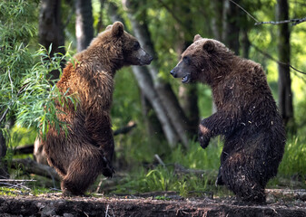 Obraz premium Two brown bears fight in the forest. Standing on hind legs. Kamchatka brown bear, Ursus Arctos Piscator. Natural habitat. Kamchatka, Russia
