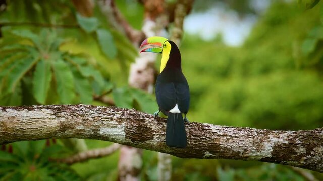 Keel-billed Toucan - Ramphastos sulfuratus  also known as sulfur-breasted toucan or rainbow-billed toucan, member of the toucan family, national bird of Belize. Observing around.