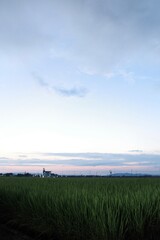 Fototapeta premium 夕焼けと田んぼ