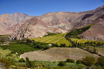 Pisco grapes growing in the beautiful Elqui Valley, Pisco Elqui, Chile