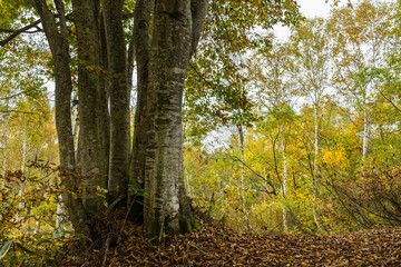 木の葉が色づく秋晴れの森