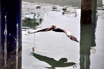 Alcatraz flying on the water