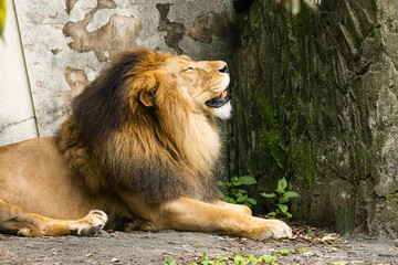 Fototapeta na wymiar あくびするライオンの雄　広島県広島市安佐動物公園