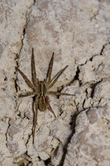 spider on a wall