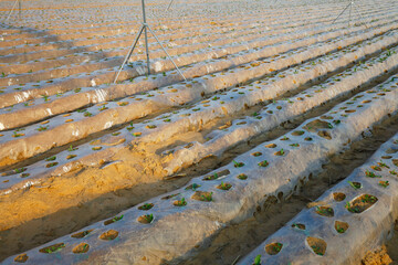 Plastic mulching cropland