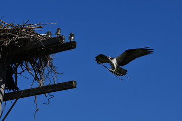 Osprey building a nest on a hydro electricity pole