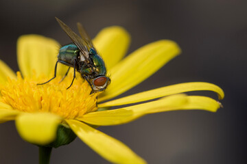 fly on yellow flower