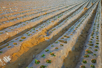 Plastic mulching cropland