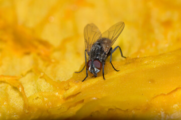 fly on yellow flower