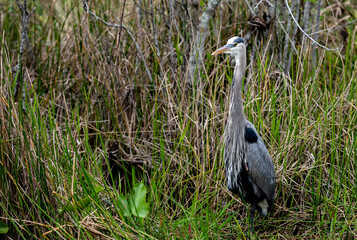 Blue Heron in Tall Grasses