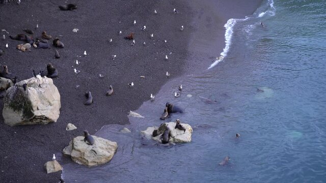 Birds playing along the coastal beach with the ocean sea lions. Sea wolf playing with the birds.