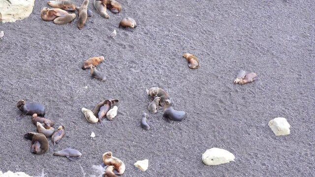 Landscape outdoor of blue ocean with the sea wolf -sea lions on the coastal beach with white sand.
