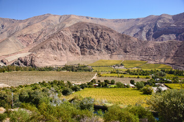 Fototapeta na wymiar Pisco grapes growing in the beautiful Elqui Valley, Pisco Elqui, Chile