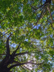 trees in the forest