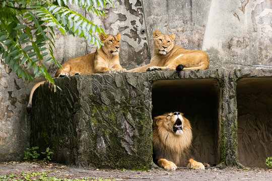 2 619 Best 肉食動物 Images Stock Photos Vectors Adobe Stock