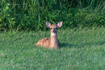 White-tailed Deer Fawn in Grass