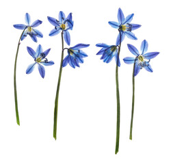 Pressed and dried flower bluebell. One of the first flowers blooming in early spring. Isolated on...