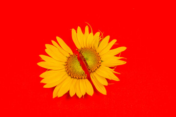Sunflower flower (yellow) is cut into halves. Flower on a red background.