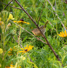 Female Common Yellow-throat Warbler in bog habitat