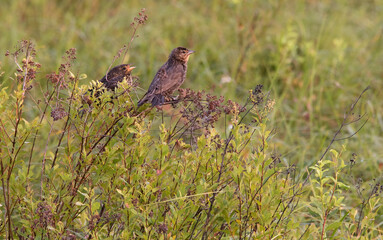 Two female Red-winged Blackbirds (Agelaeius phoeniceus) in a bog habitat in summer